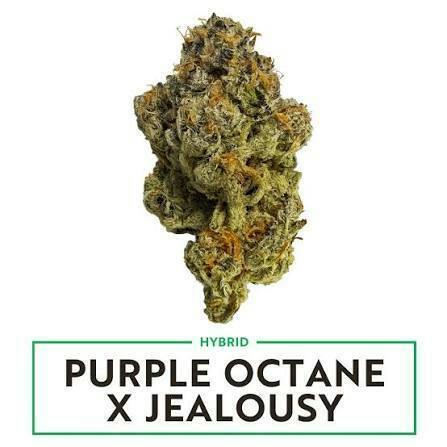 Amaze Purple Octane X Jealousy Deli Flower 1