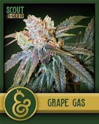 Scout & Seed Grape Gas Deli Flower 1