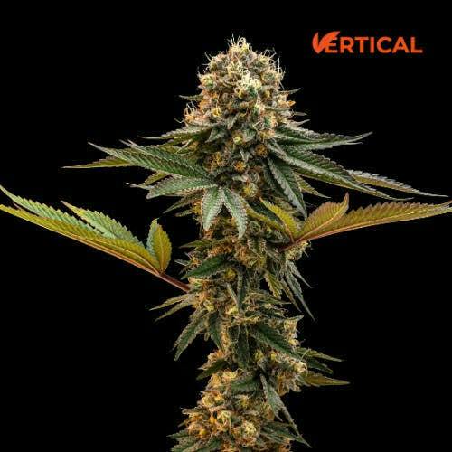 Vertical Cheddar Cheese Flower