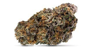Buoyant Bob's Gelato Sunrise Flower