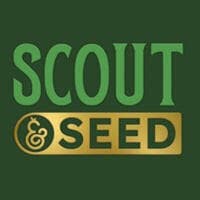 Scout & Seed Lemon Fever Flower