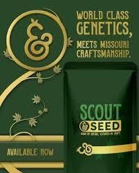 Scout & Seed Chem Butter Flower