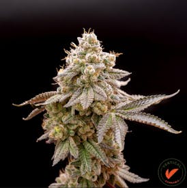 Vertical - 3.5g Flower - Purple Churro