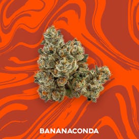 Vivid - 3.5g Flower - Bananaconda