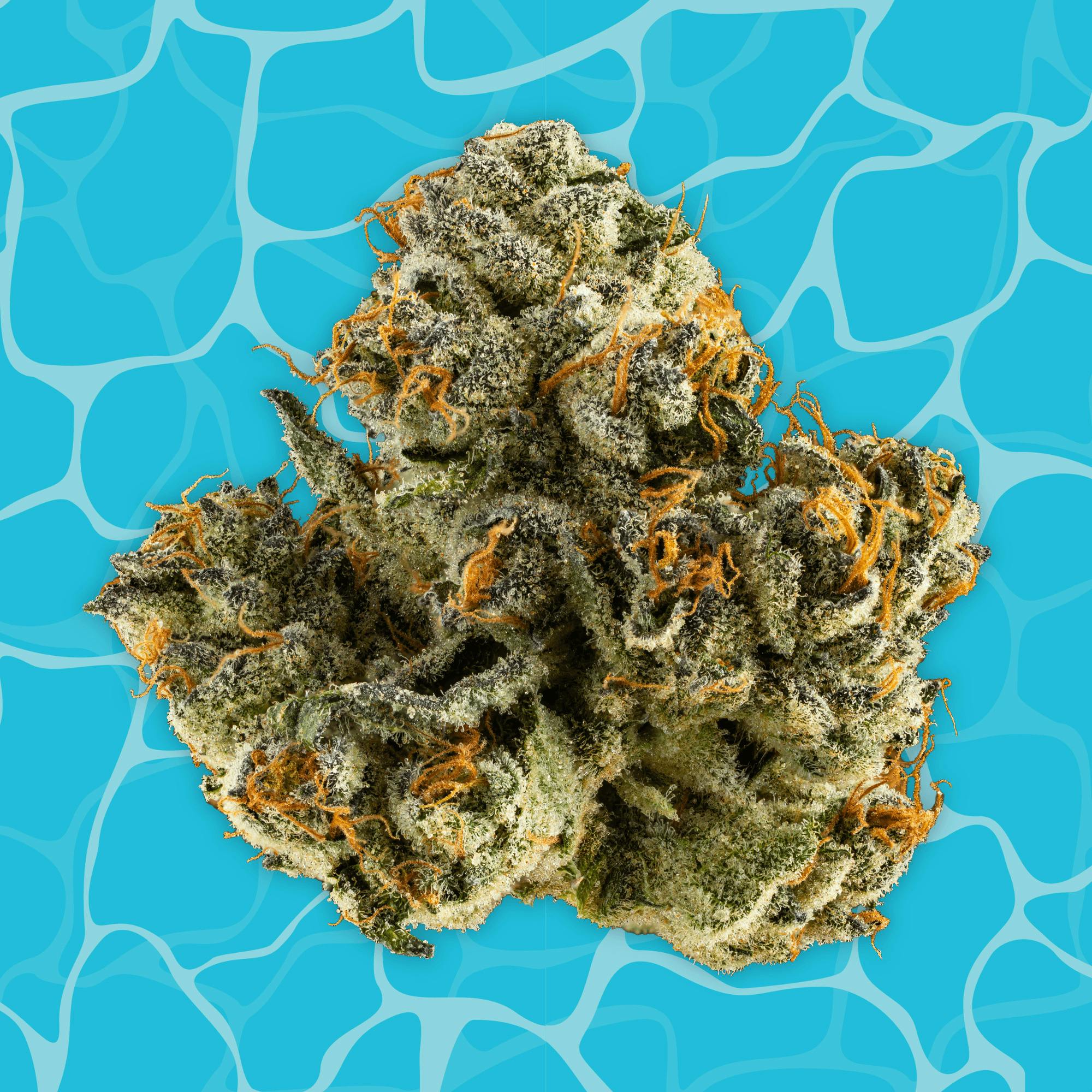 Buoyant Bob - 3.5g Flower - Honey Banana