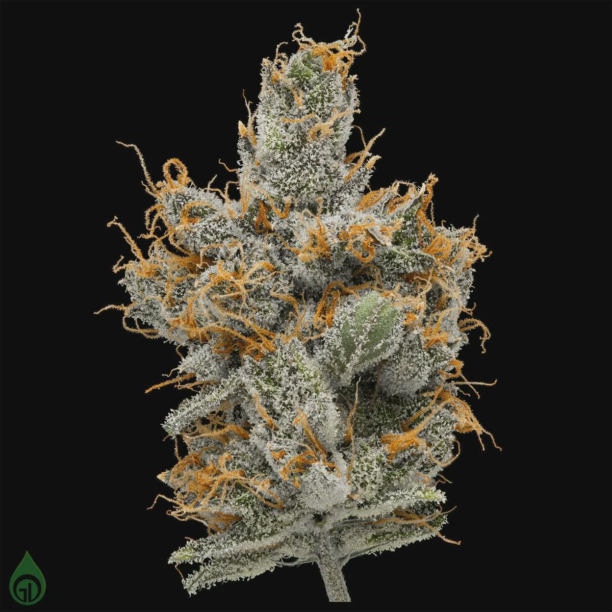(MED) Green Dot - Pre Packed Flower - 3.5G