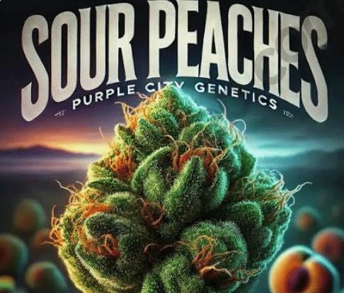 Nameless Genetics - Sour Peaches (S/H) 29.21% 7g - Quarter