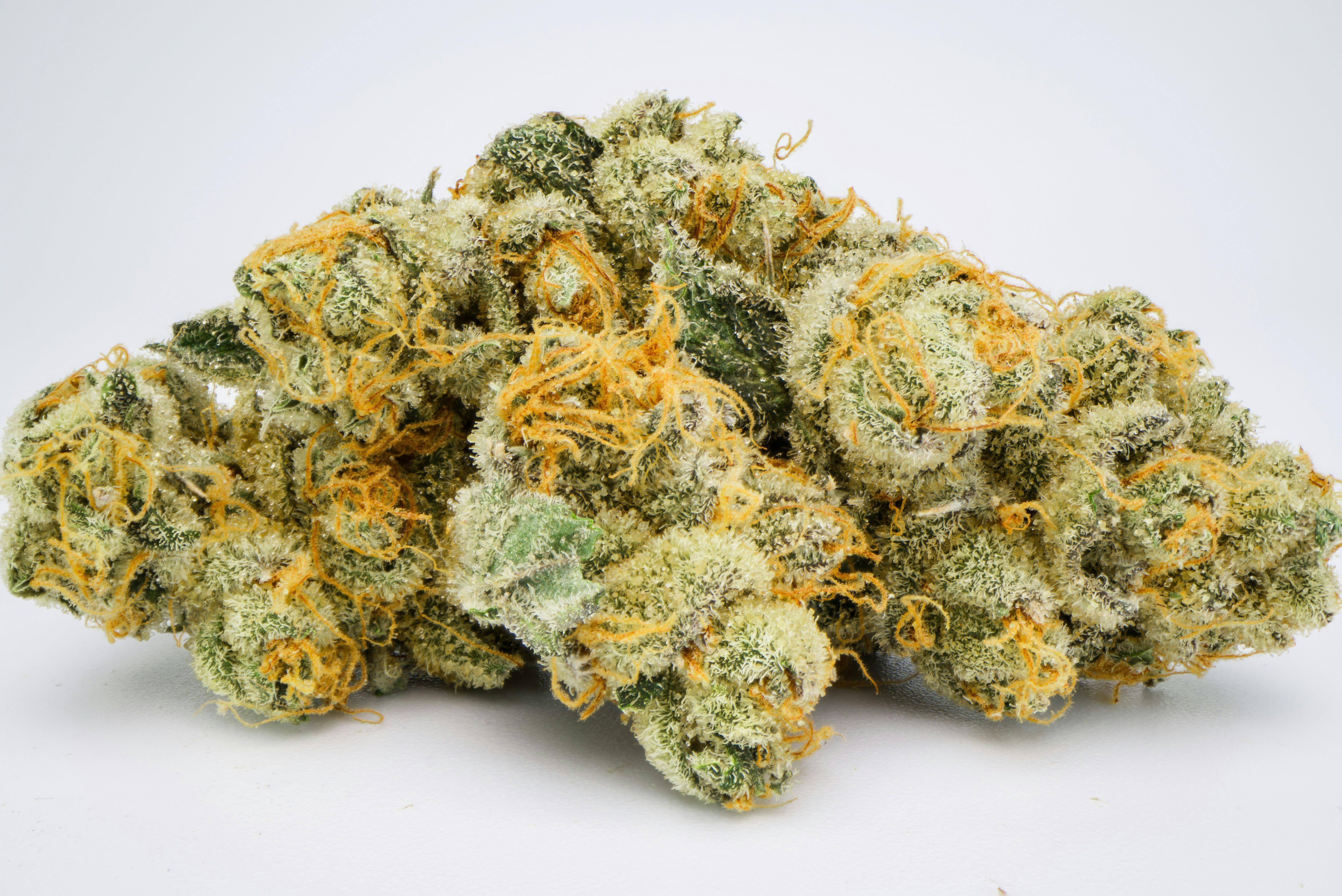 Siesta Key OG - Gold Tier