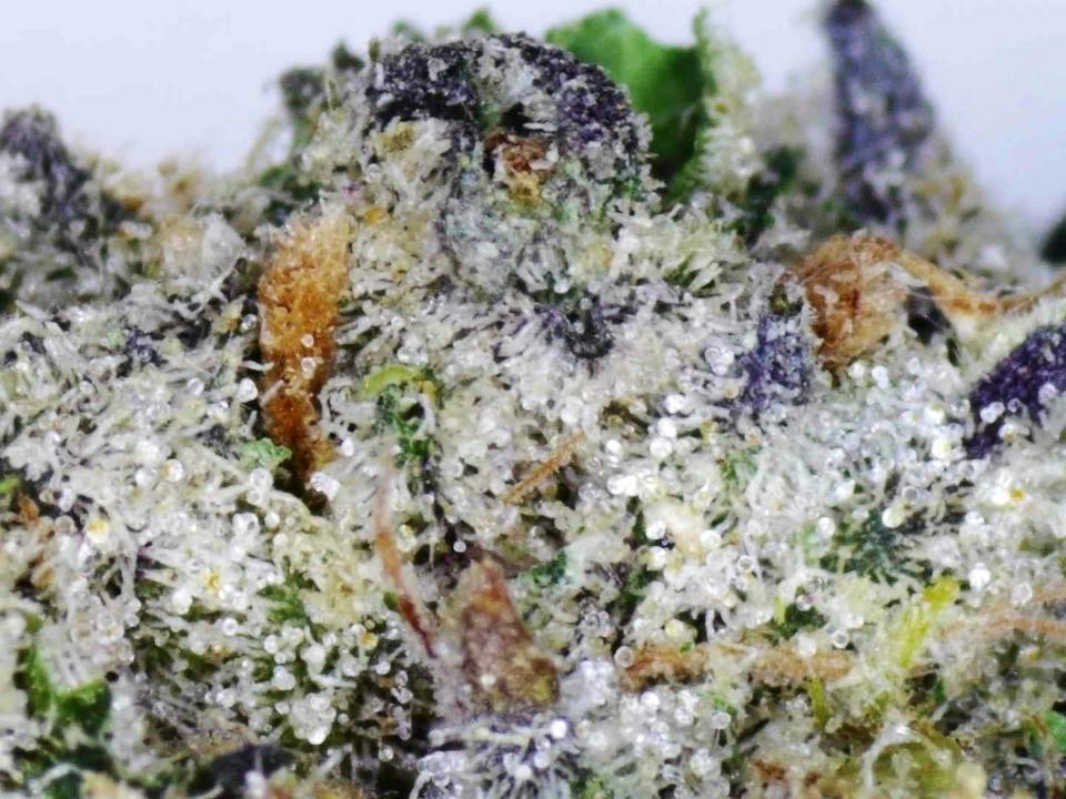 Seed of Life Labs: Devine Gelato- FLOWER - Loose at Seed of Life Labs - Glendive