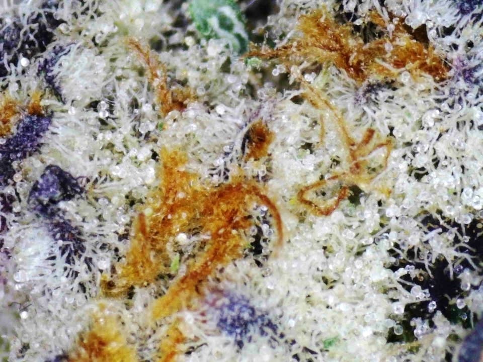 Seed of Life Labs: Iced Out Mintz FLOWER - Loose at Seed of Life Labs - Glendive