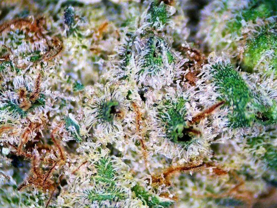 Seed of Life Labs: Detroit Breath FLOWER - Loose at Seed of Life Labs - Glendive