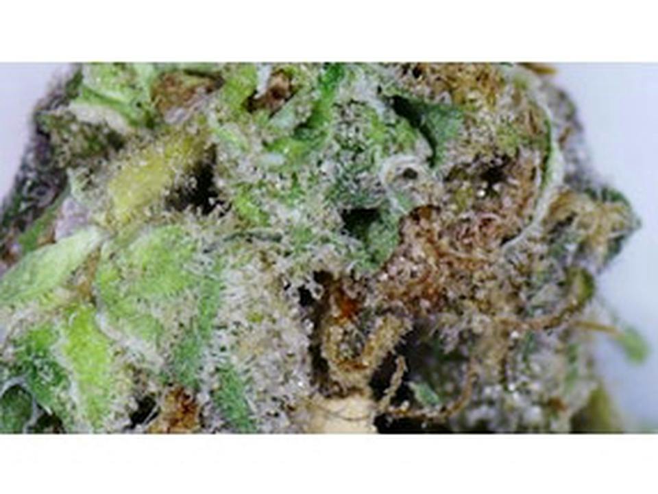 Seed of Life Labs: Devine Gelato Pre-roll - Preroll-0.6g at Seed of Life Labs - Glendive