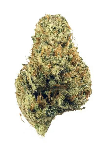 Treehouse NV | Ghost OG