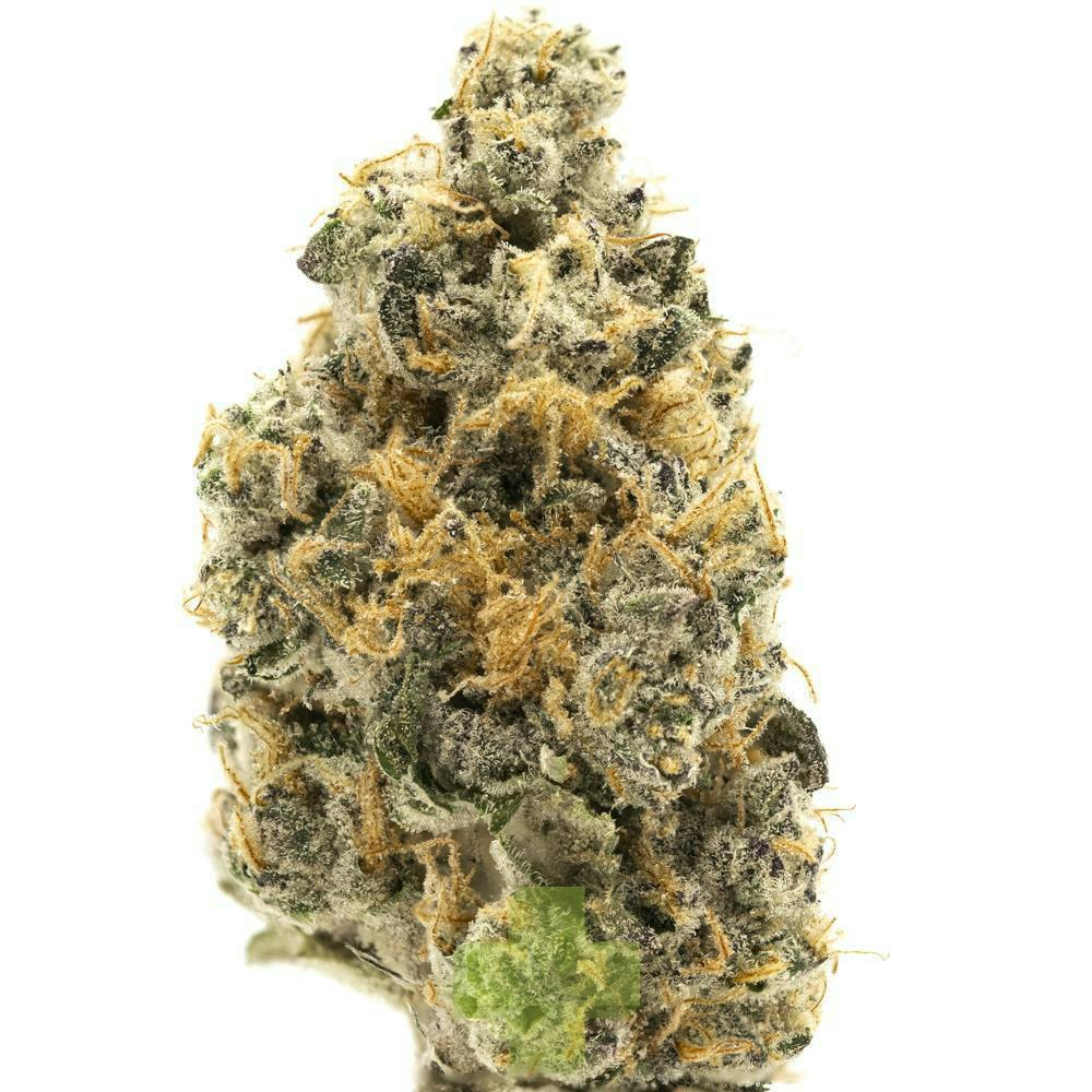 Northern Emeralds: 91 GMO