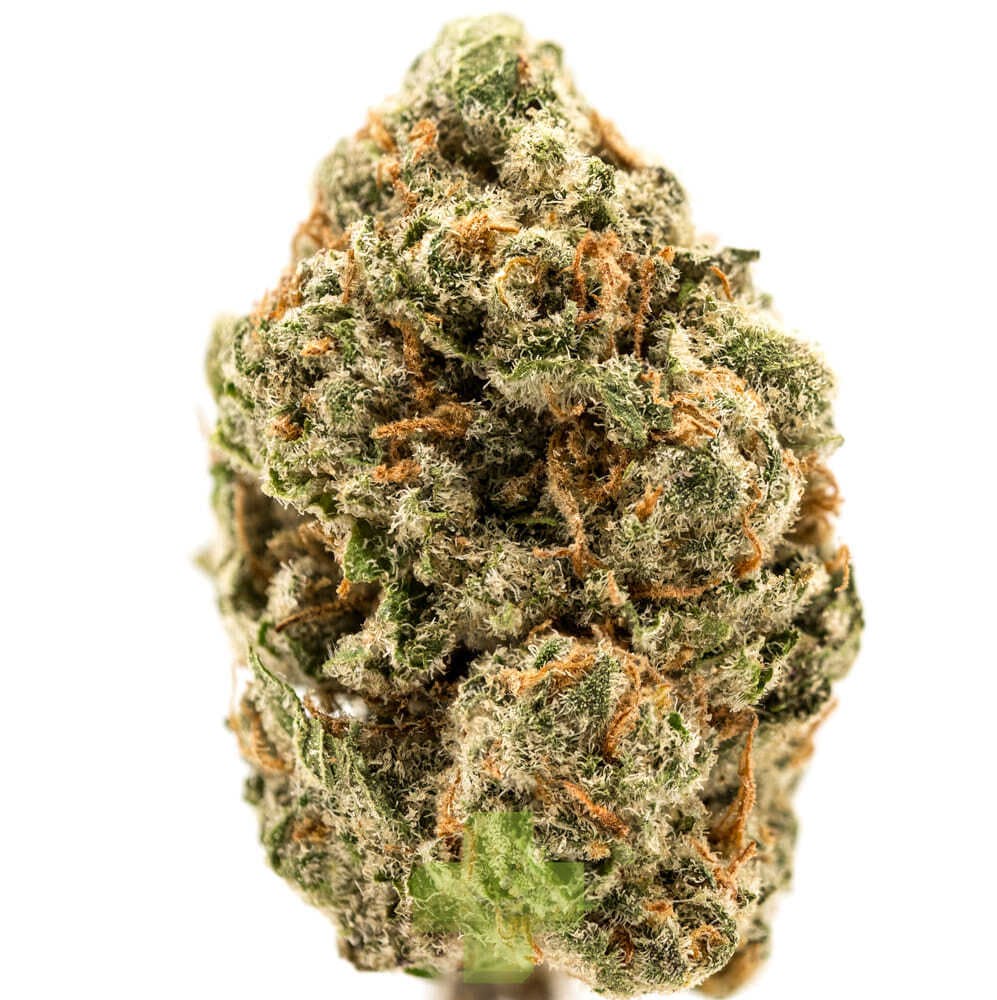 HUMO -: Hermosa, Gh