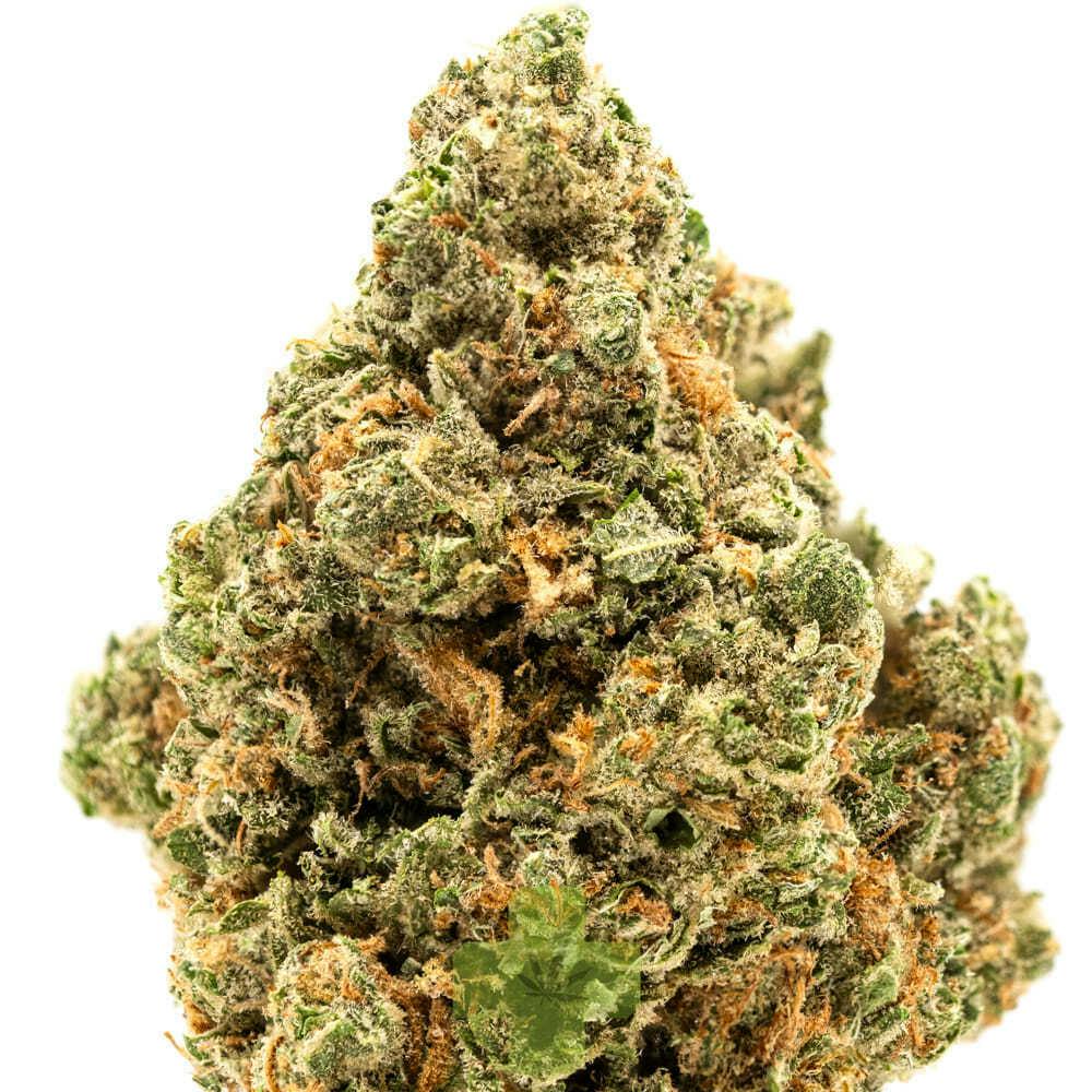 Wave Rider: Haze Berry, Sg