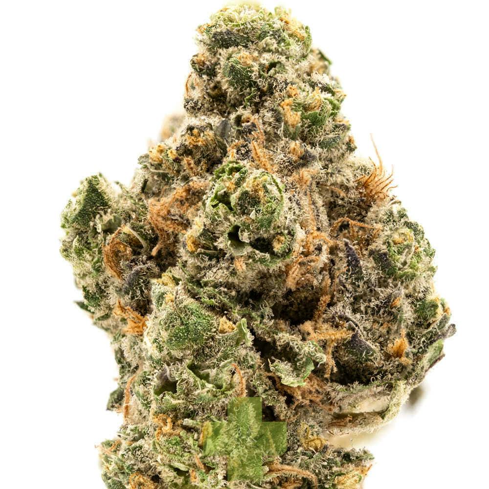 Wave Rider: Mendo Breath, Sg