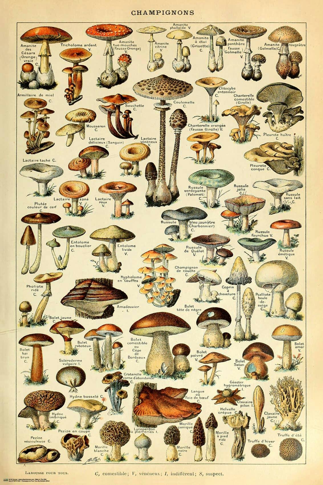 ASSORTED POSTERS 24"X36"