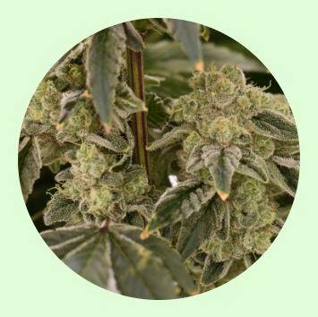 Renewal Gardens Sour Cheese Berry