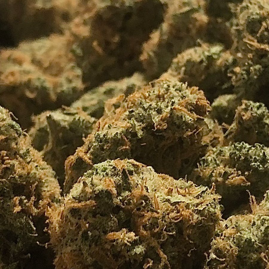 Super Sherbert at Natural Wellness