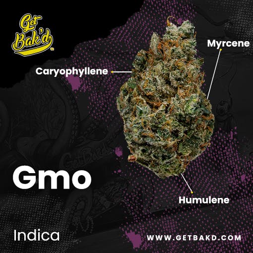 Gmo Units 5th Leaf