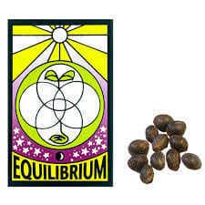 EQ Genetics - EQ Feminized Seeds - Quadruple OG