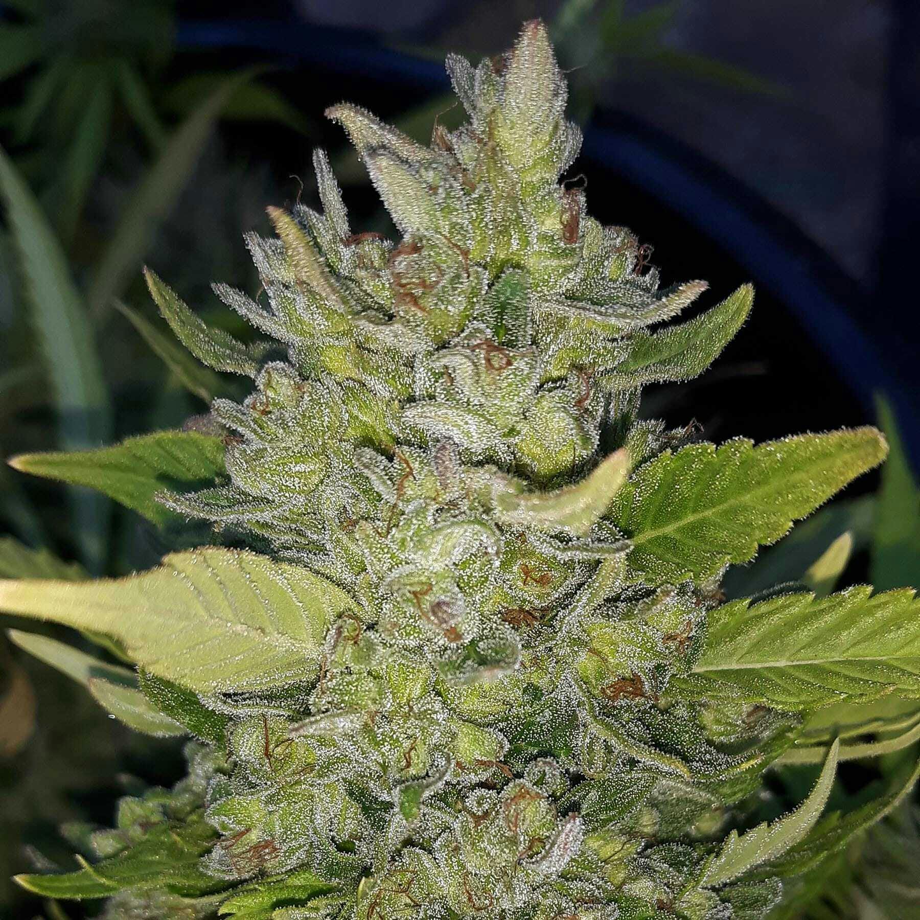 EQ Genetics - EQ Regular Seeds - Jack Splash CBD