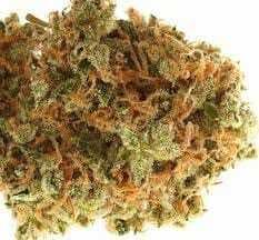 UP: North Humboldt - Red Congolese