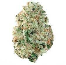 UP: North Humboldt - White Widow