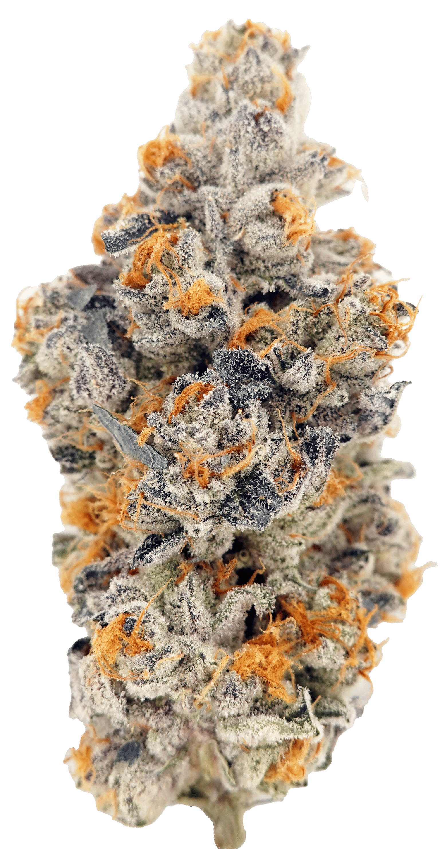 Kush Face - Lobster Butter