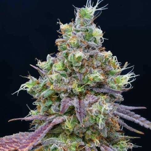 Blueberry Limeade F2 - 3.5g