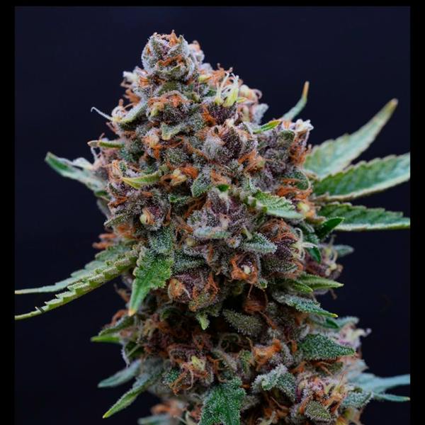Cherry Banana Bomb - 3.5g
