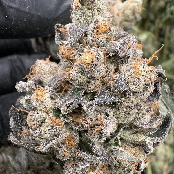 Cotton Candy Lobster - 3.5g