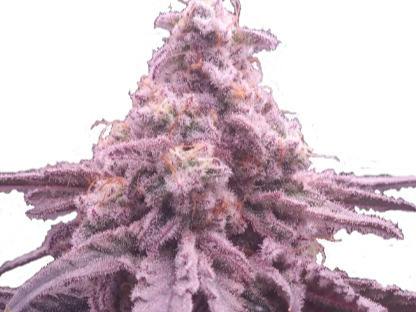 Papaya Purple Punch "Farmers Friend" (3.5g)