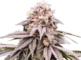 Star D "Head Stash" (3.5g)
