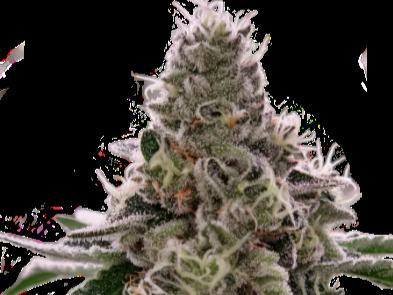 Bananaconda "Farmers Friend" (3.5g)