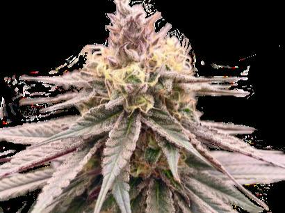Chocolate OG "Farmers Friend" (3.5g)
