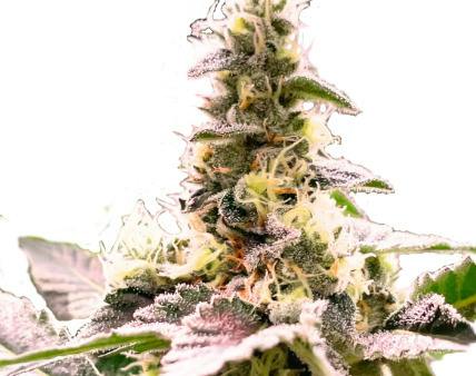 Garlic Freeze "Farmer's Friend" (3.5g)