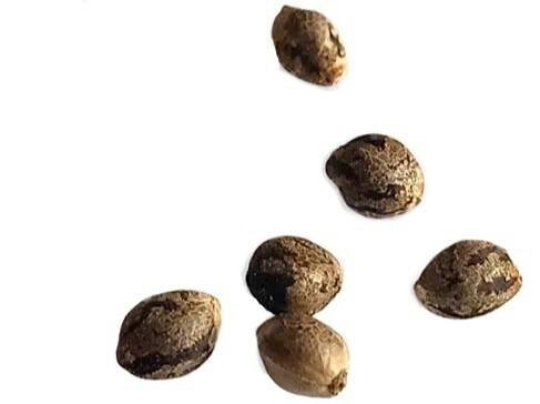 Crazy Train Seeds (6pk) at Tree House Craft Cannabis Groton