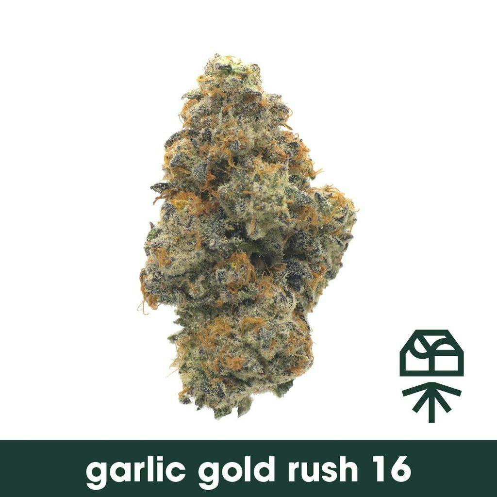 Garlic Gold Rush #16 Whole