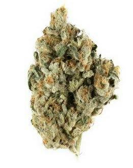 Halfsies 14g Prepack Love Potion
