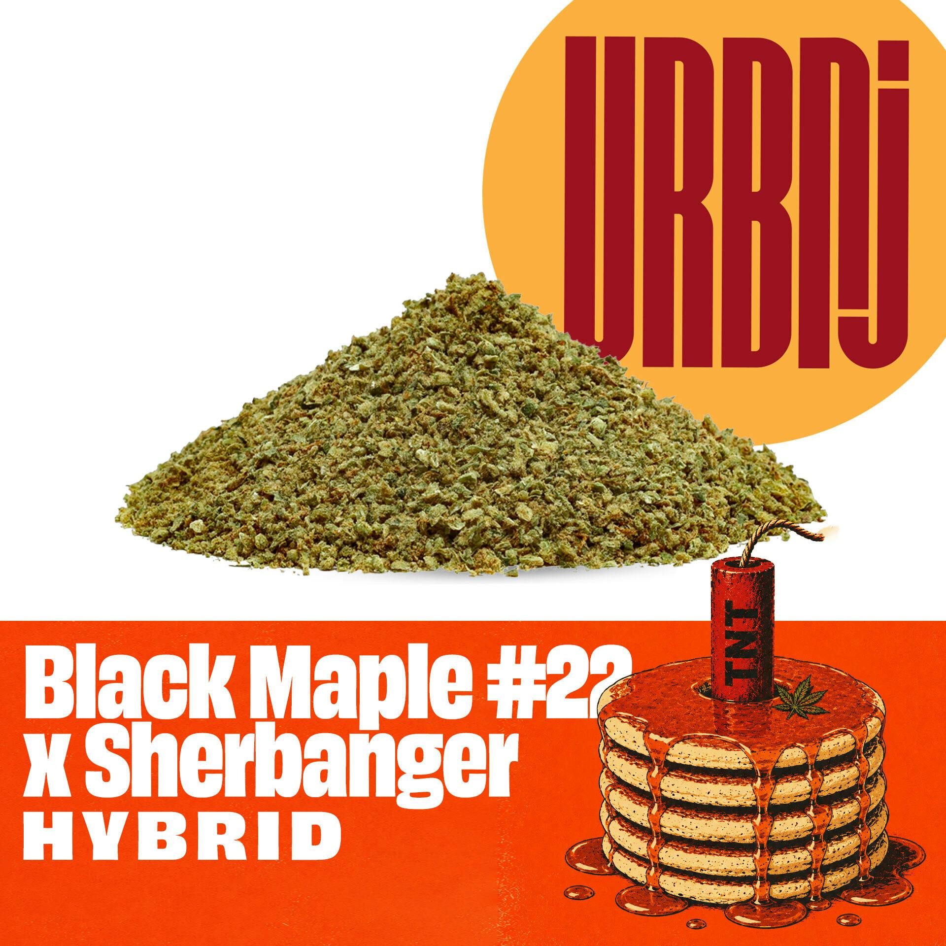 Black Maple #22 x Sherbanger Ground
