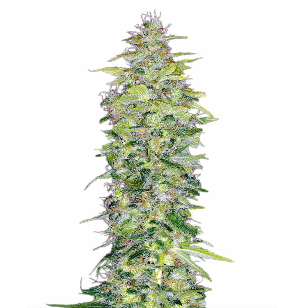 Parkland Flower Inc. - Northern Lights Seeds (Regular) - 5 Pack