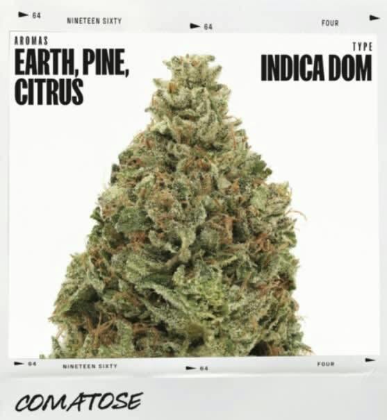 1964 - Comatose 3.5g