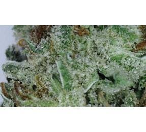 Ganja Goddess Durban Poison Deli Flower at UURB Dispensary