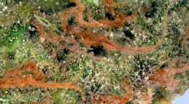 Ganja Goddess Chocolate Chunk Deli Flower at UURB Dispensary - Fairview