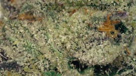 MT KUSH Mint Sherbert Deli Flower