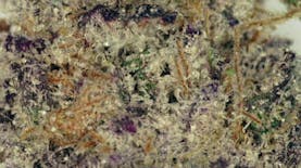 Wildfire Organics Grand Daddy Purple Deli Flower