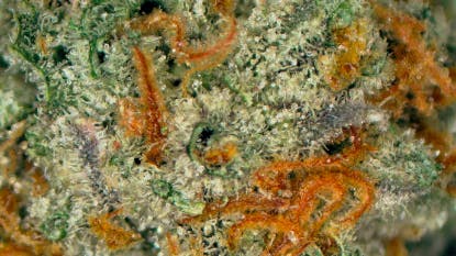 Terpology Flashback Deli Flower at UURB Dispensary - Fairview