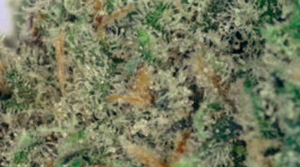 Ganja Goddess Blue Dream Deli Flower at UURB Dispensary - Fairview